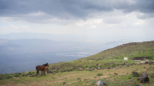 Horse and a foal located in beautiful mountainous landscape, mount ararat in turkey