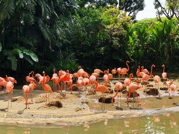 Flock of birds in a lake