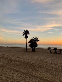 Palm trees on beach against sky during sunset