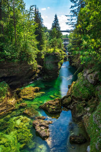 Stream flowing through rocks in forest