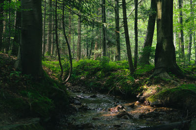 Scenic view of forest