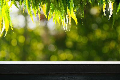 Close-up of plant against trees on sunny day