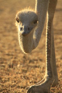 Close up of an ostrich head in sunset light