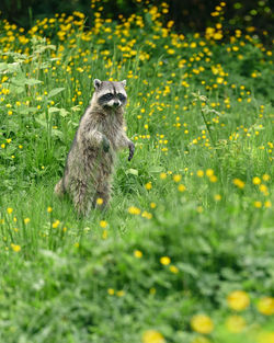 View of a raccoon on field