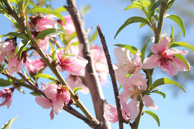 Low angle view of pink flower tree against sky