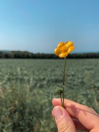 Close-up of hand holding flowering plant against sky
