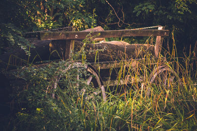 Plants in forest