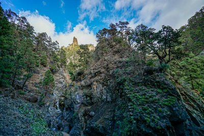 Low angle view of trees against sky
