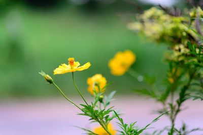 Close-up of yellow flowering plant