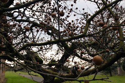 Low angle view of tree against sky