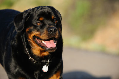 Close-up of black dog looking away