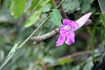 Close-up of pink flowering plant