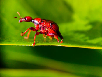 Close-up of insect