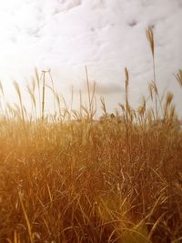 Crop on field against clear sky