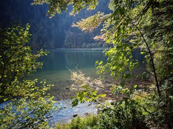 Scenic view of lake in forest