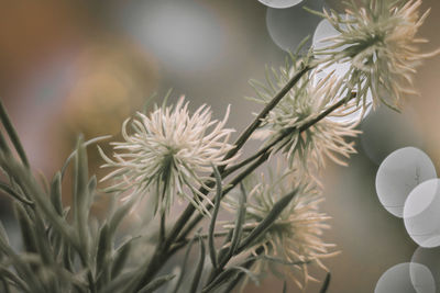 Close-up of white flowering plant