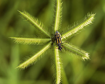 Close-up of insect on plant