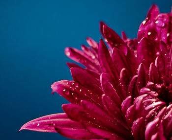 Close-up of pink rose flower