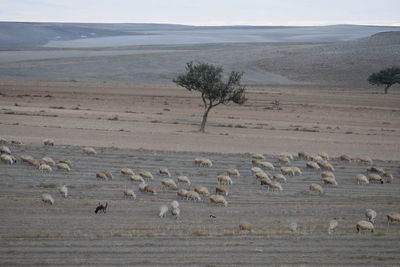 Flock of birds on a land