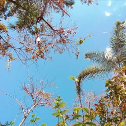 Low angle view of trees against blue sky