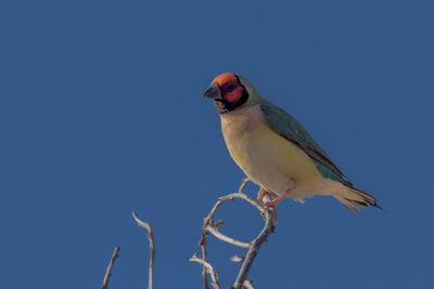 Low angle view of bird perching on branch against blue sky