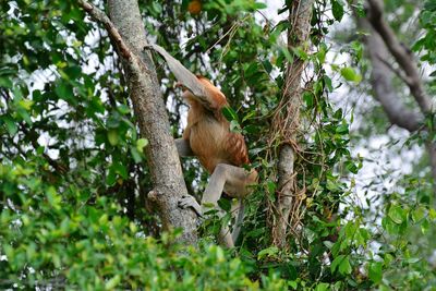 Low angle view of monkey on tree in forest
