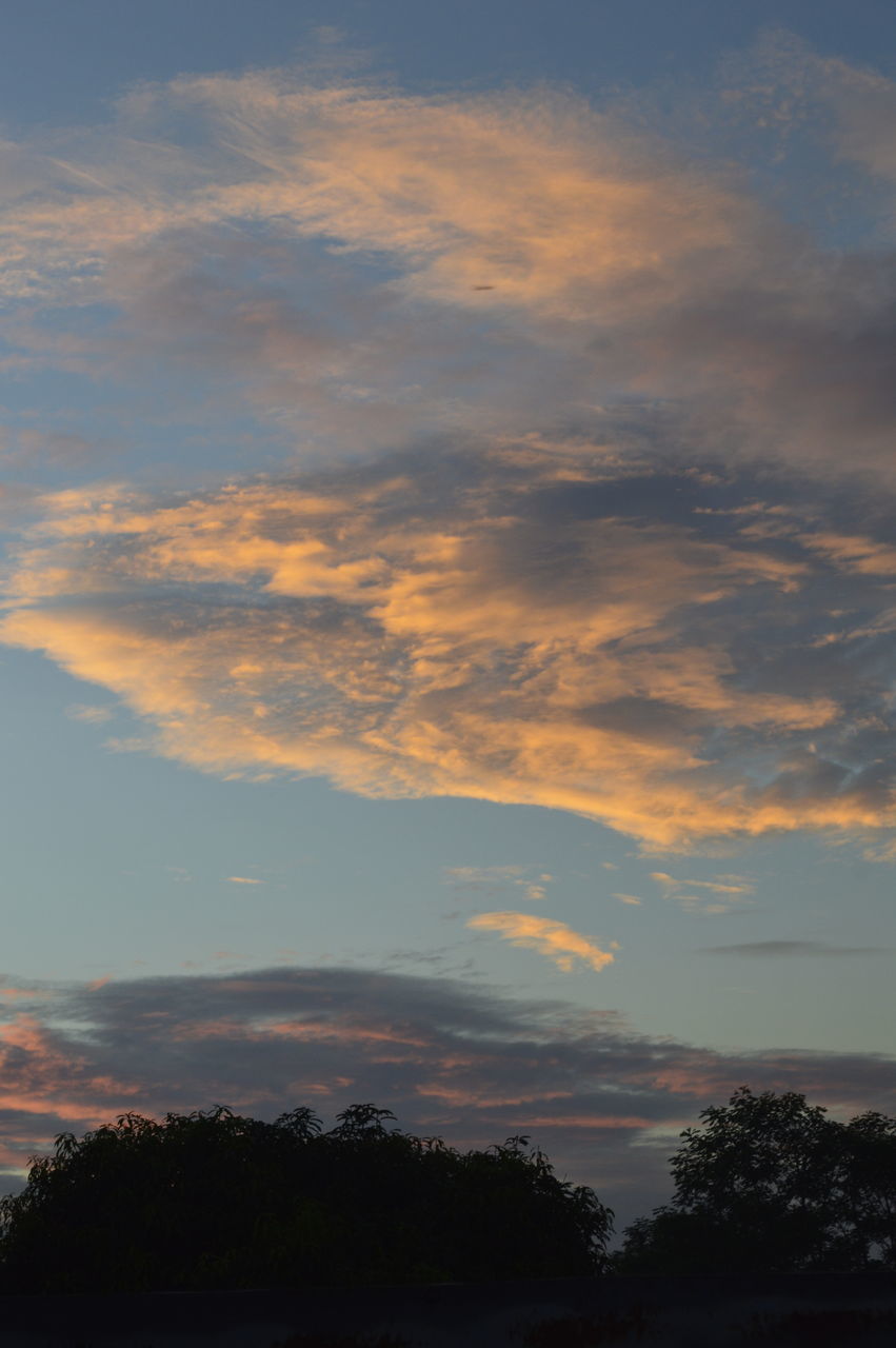 LOW ANGLE VIEW OF SILHOUETTE TREES AGAINST SKY