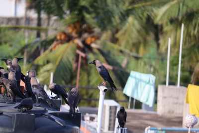 Pigeons perching on a tree