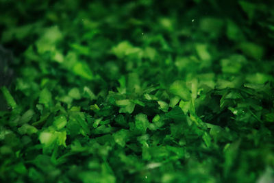 Full frame shot of green leaves