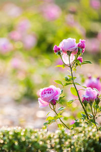 Close-up of pink rose blooming outdoors