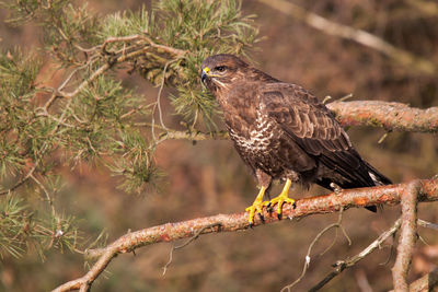 Buzzard sitting in pine looking for prey