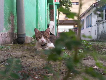 Cat sitting on field