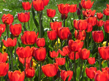 Close-up of red tulips blooming in field