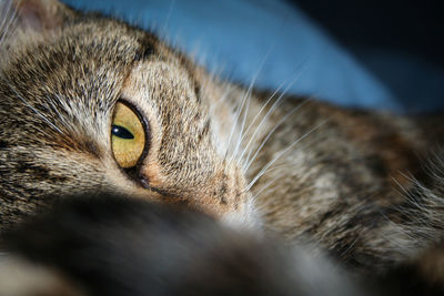 Powerful look of the cat with yellow eyes