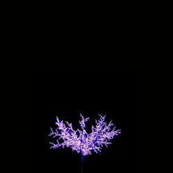 Close-up of purple flower over black background