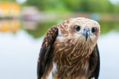 Close-up portrait of owl