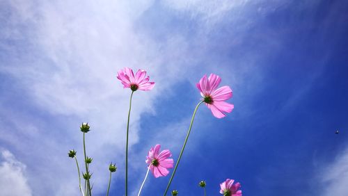 Low angle view of pink flowering plant against blue sky