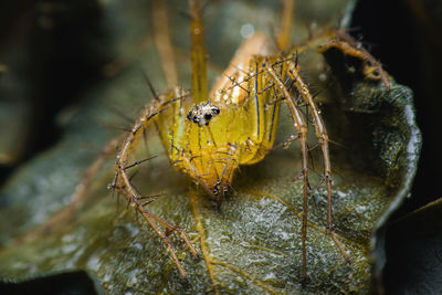 Spiders with multiple eyes dodge randomly camouflaging the prey that looks interesting macro image.