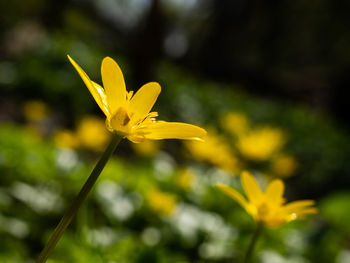 Close-up of yellow flowering plant