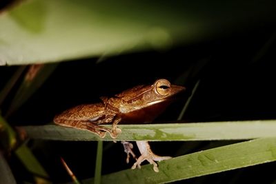 Close-up of frog