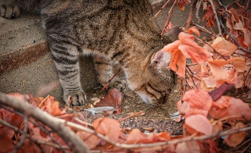 Close-up of a cat