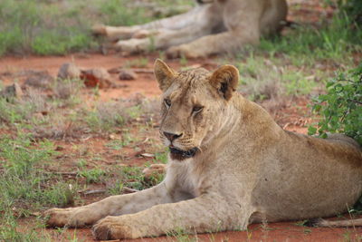 Lion relaxing outdoors