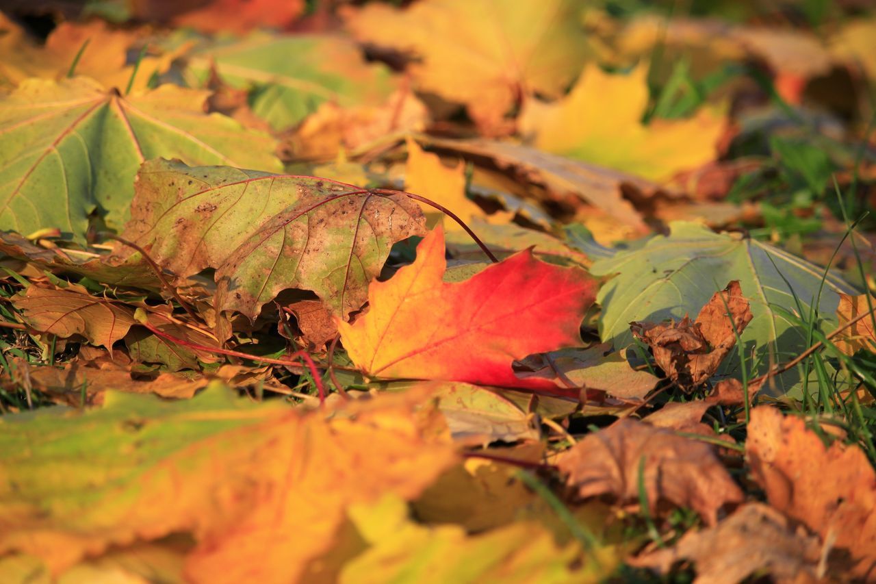 CLOSE-UP OF AUTUMN LEAVES ON FIELD