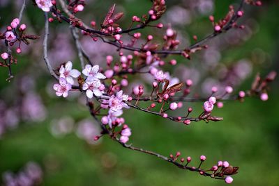 Pink blooming cherry tree in gdynia poland