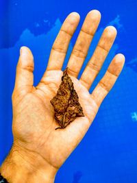 Cropped hand of person holding dry leaf against swimming pool