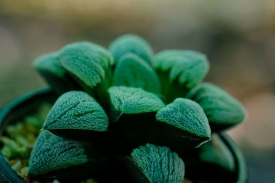 Close-up of succulent plant