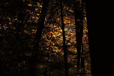 Trees in forest