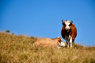 Cows in a field