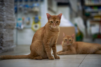 Portrait of cat sitting on floor