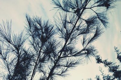 Low angle view of bare trees against sky